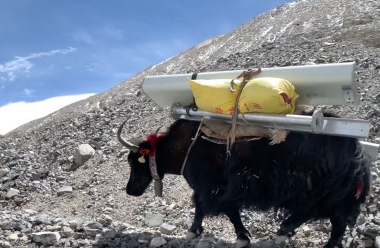 Yak Carring load at everest area