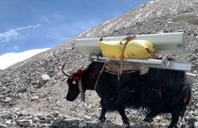 Yak Carring load at everest area